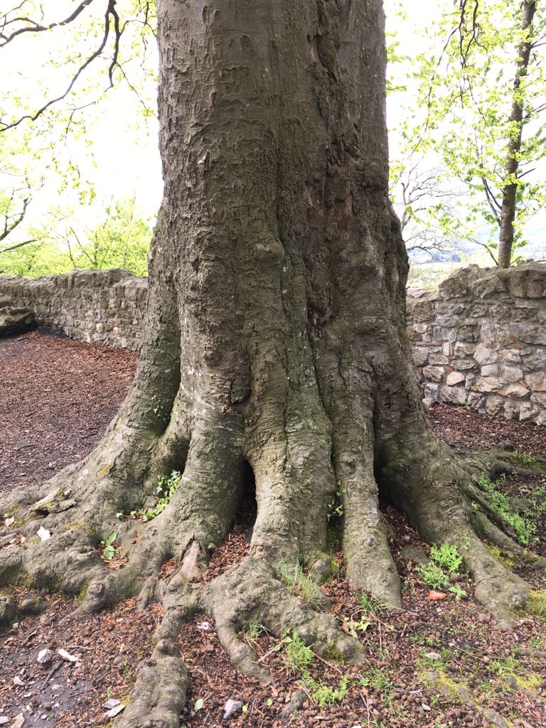 5 „Gartentipps“ für stark verwurzelte&nbsp;Kinder